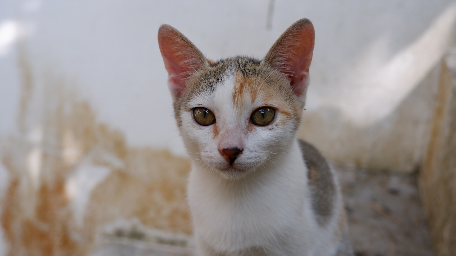 Warum Kastrationen das Katzenelend nachhaltig lindern
