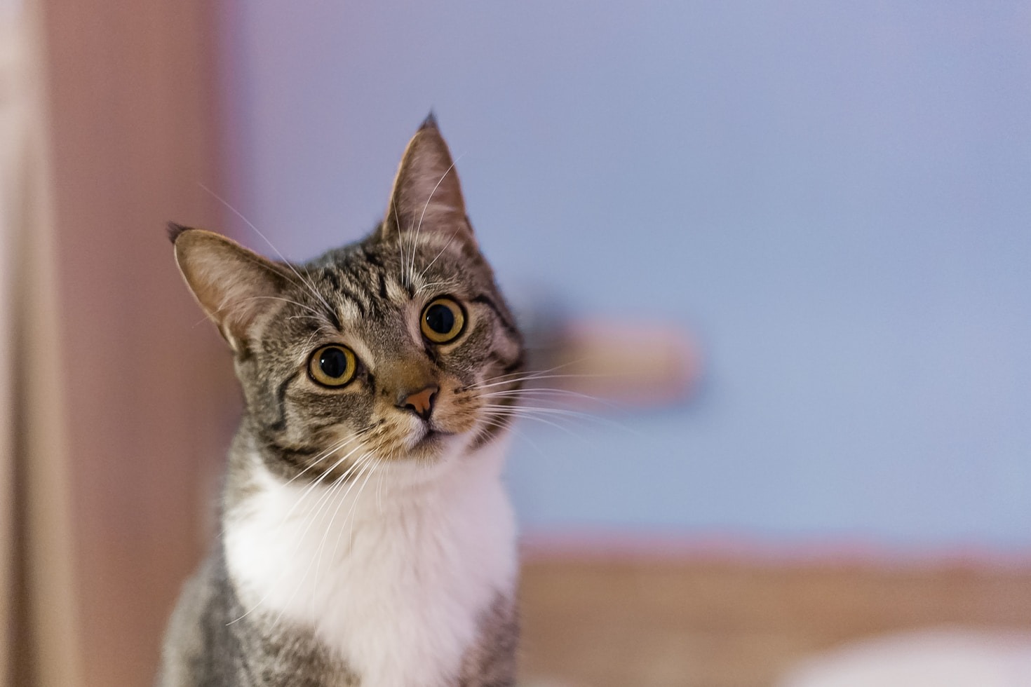Erste Hilfe für verwaiste Kitten im Frühling