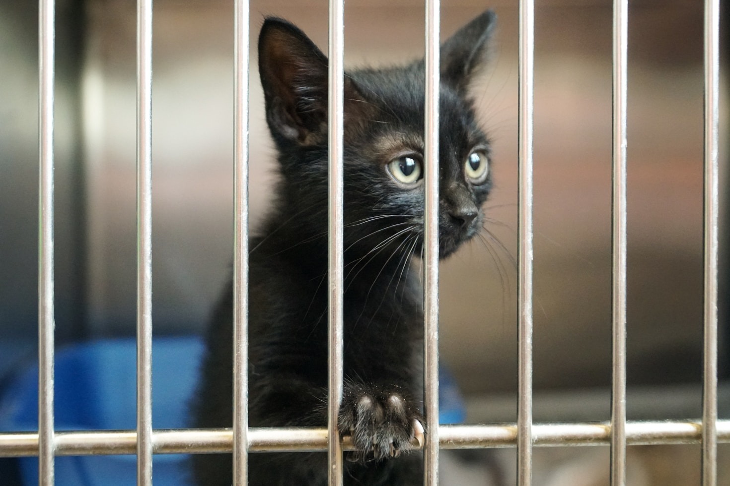 Wie Sie eine Katze erfolgreich eingewöhnen